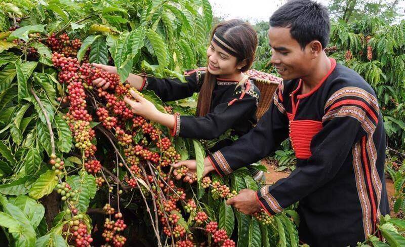 Nông Sản Buôn Mê