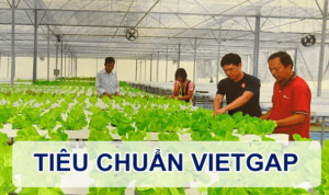 tiêu chuẩn vietgap